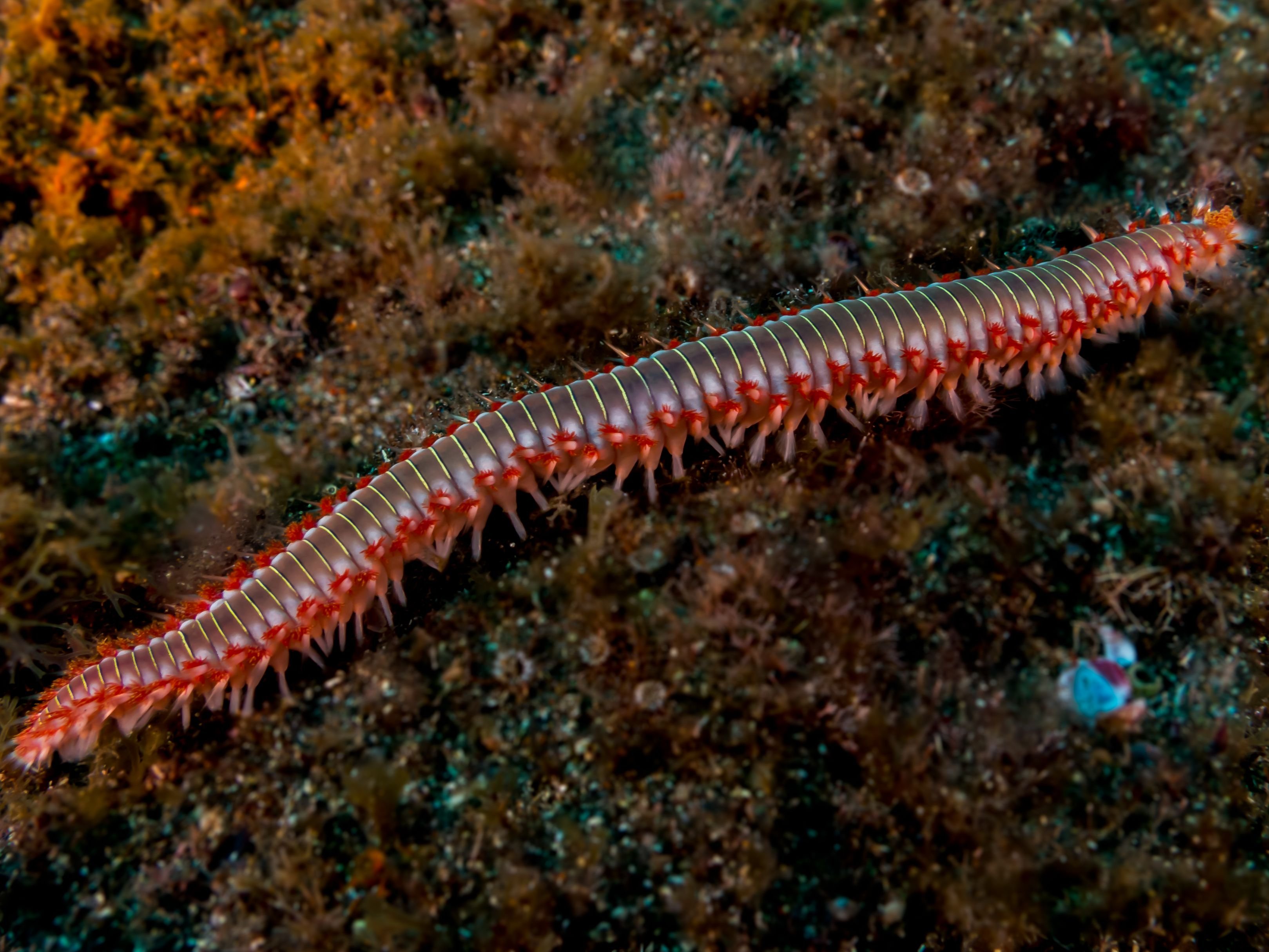 Кольчатые черви эхиуриды. Беспозвоночные морские животные. Обитатели Байкала малощетинковый черв.