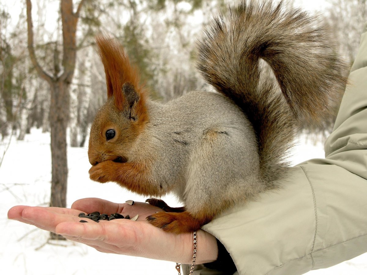 Белка телеутка