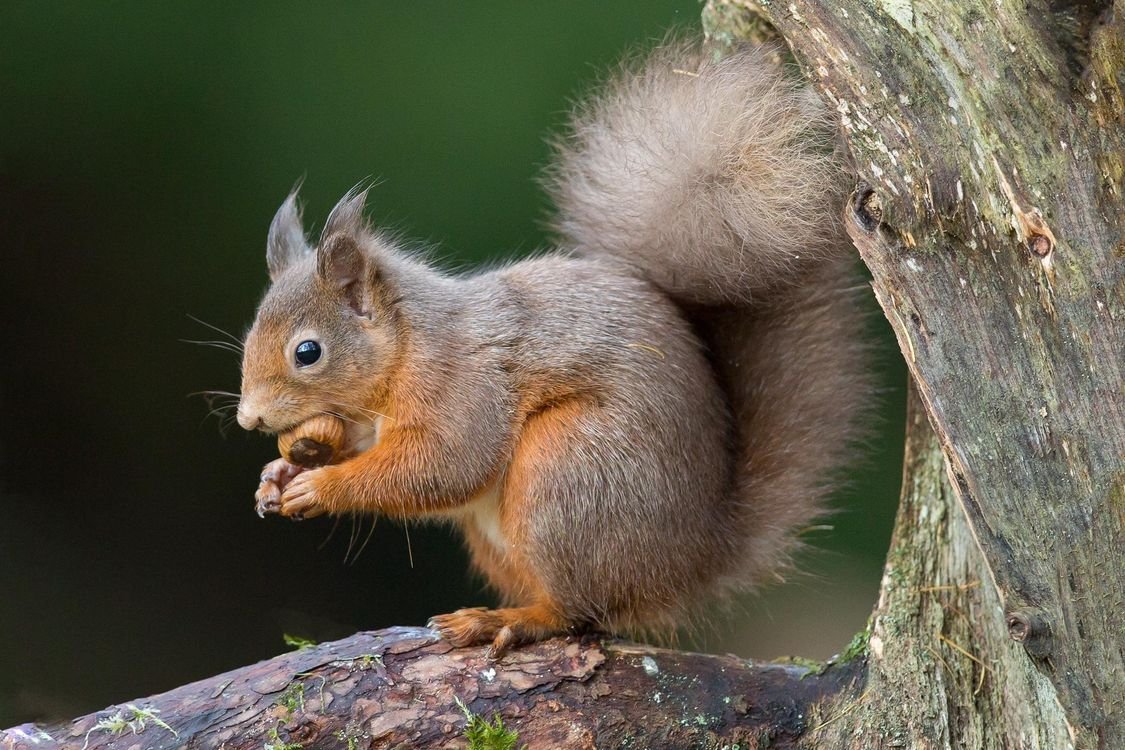 Карпатская белка