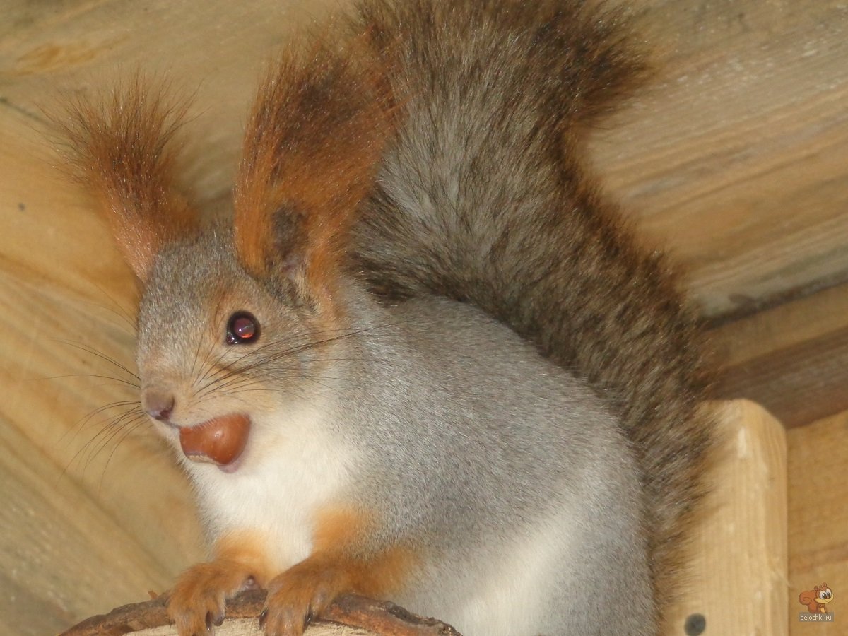 Алтайская Белочка