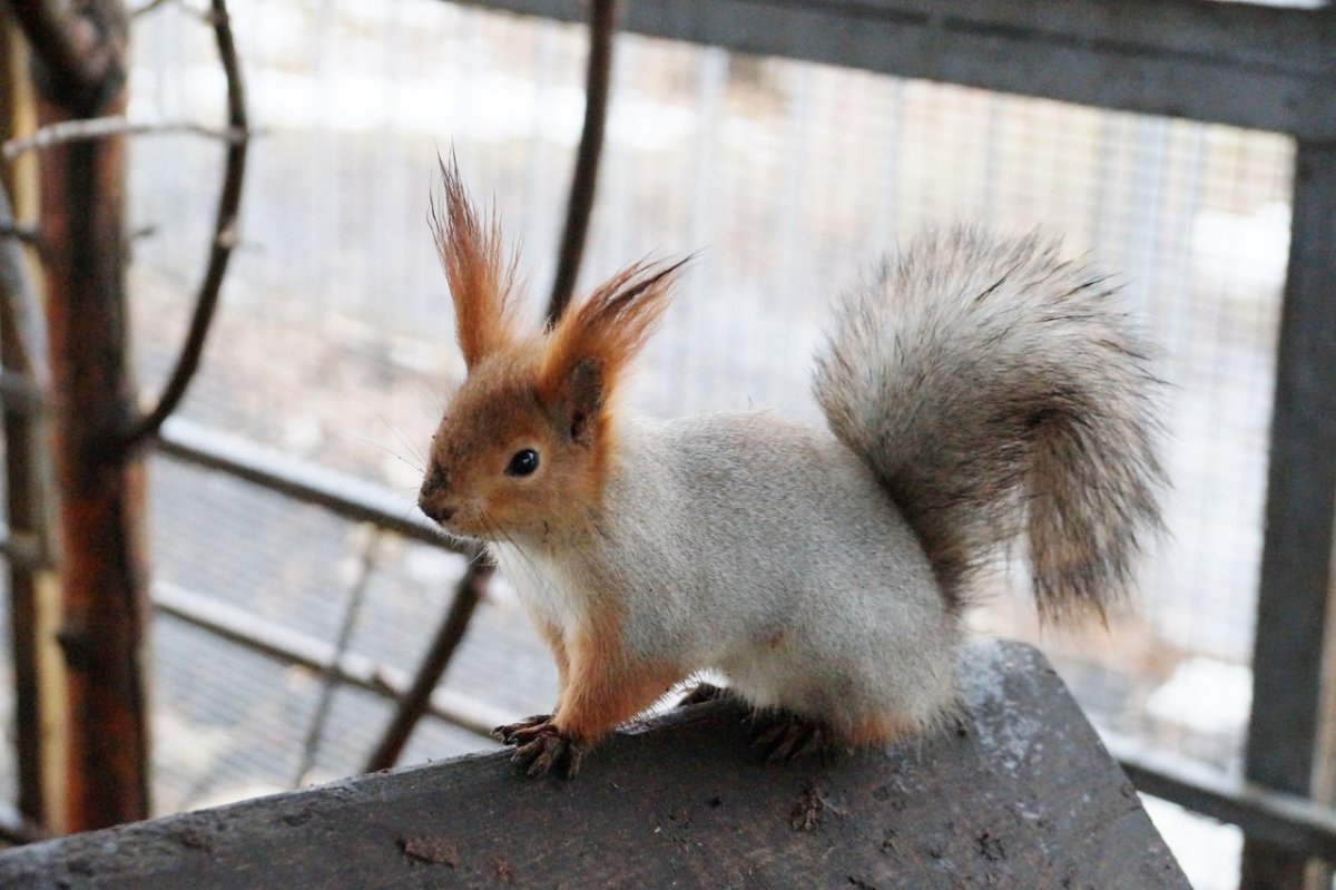 Белка Сибирская «телеутка»