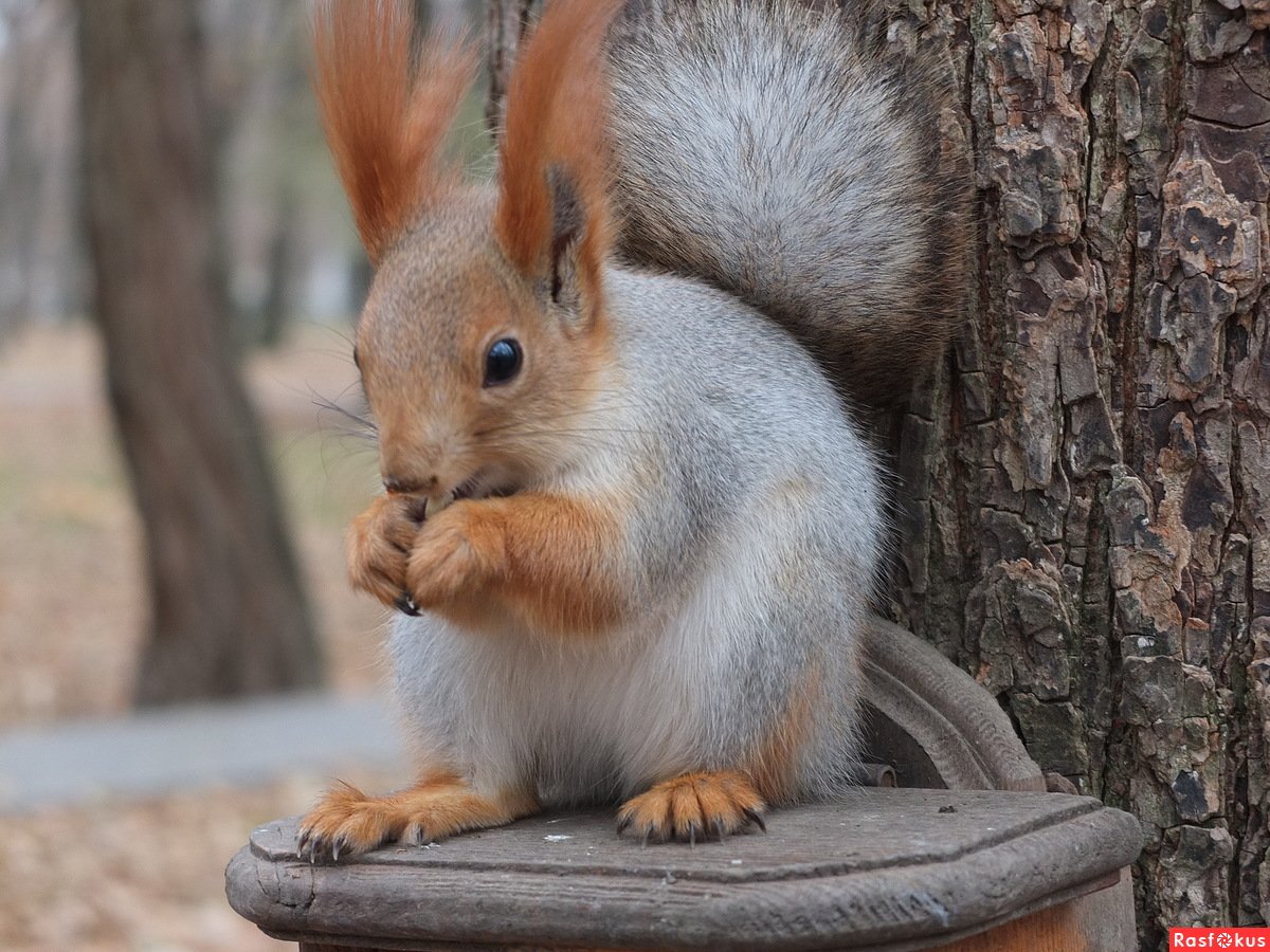 Белки Алтайские телеутки