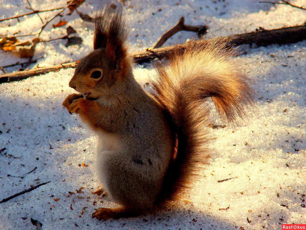 Белка Сибирская «телеутка»