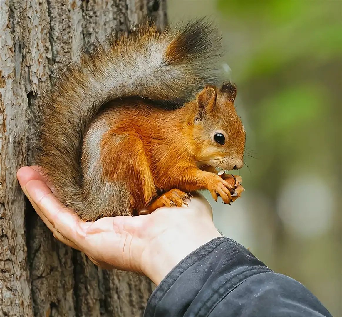 Белочки в парках Питера