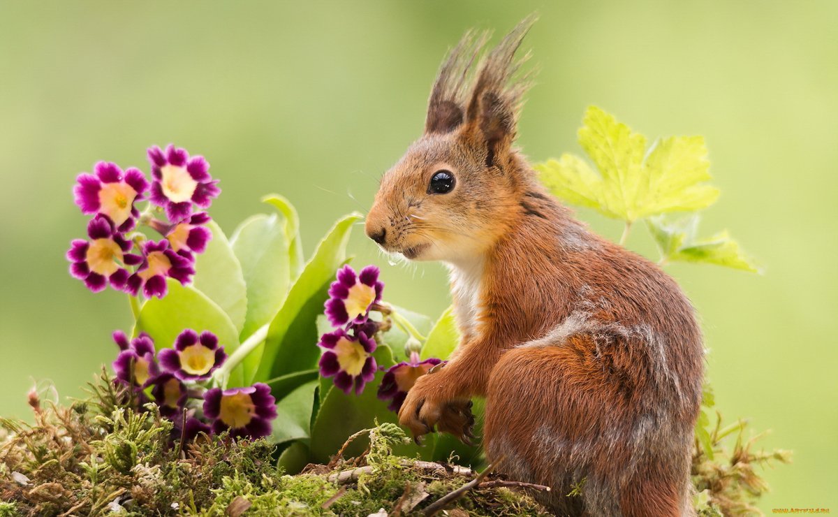 Весна животные