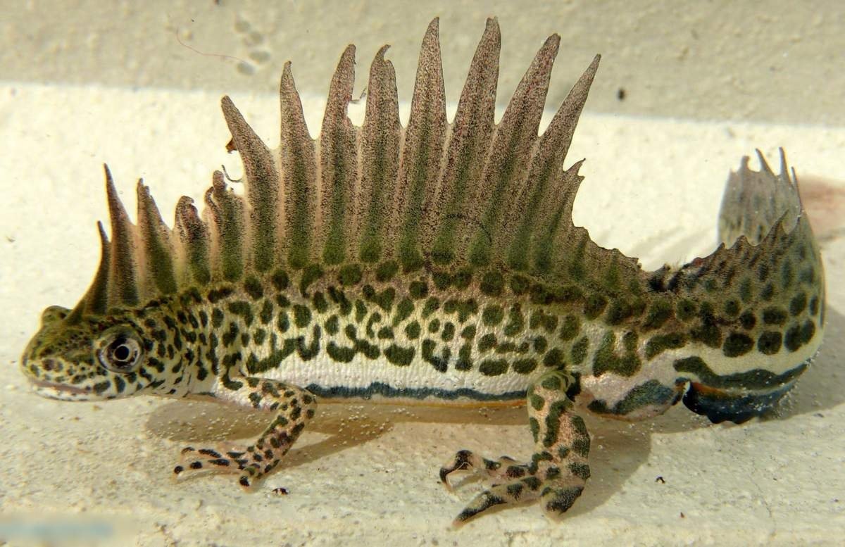 Ресничный геккон-бананоед