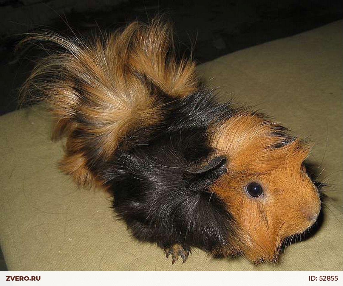 Абиссинская длинношерстная морская Свинка
