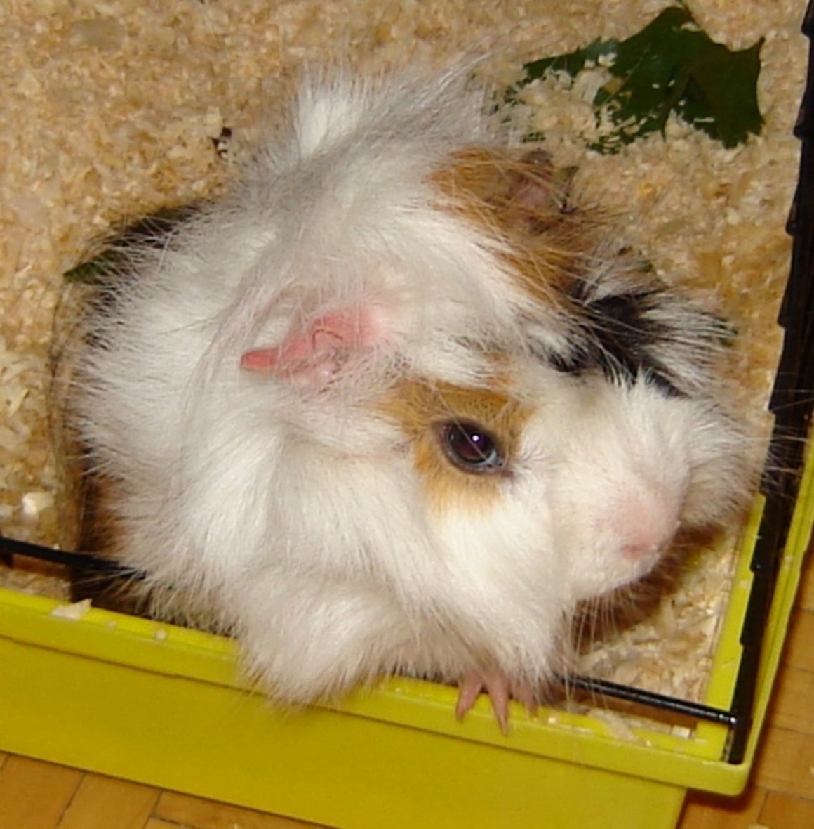 Морская Свинка розеточная гималайская