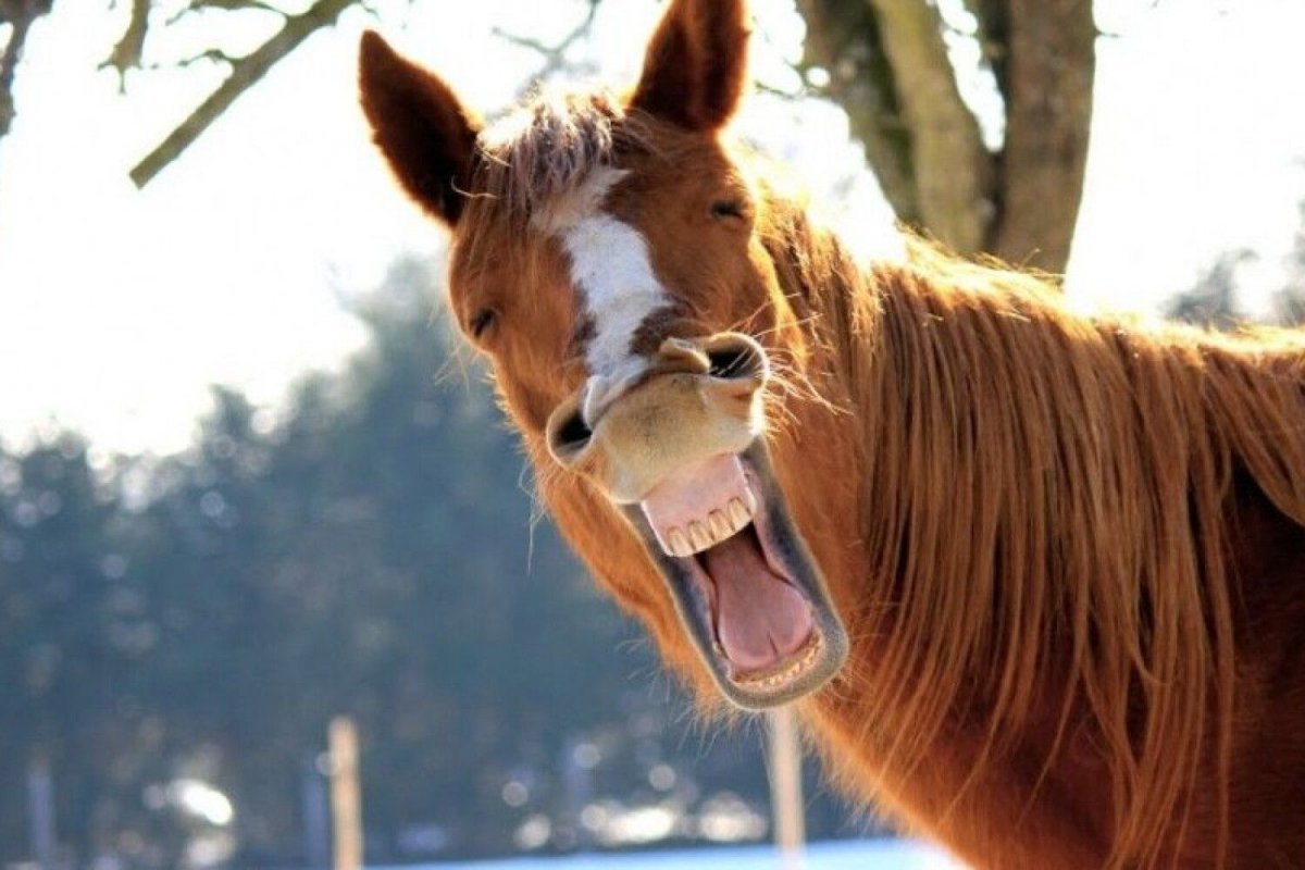 Смешной конь