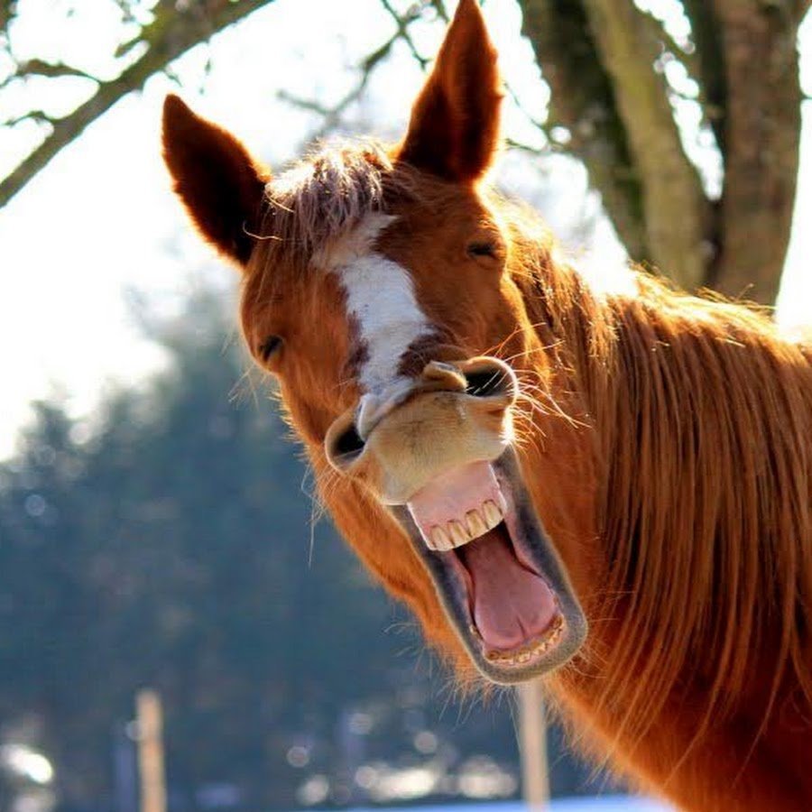 Поцелуй с лошадью