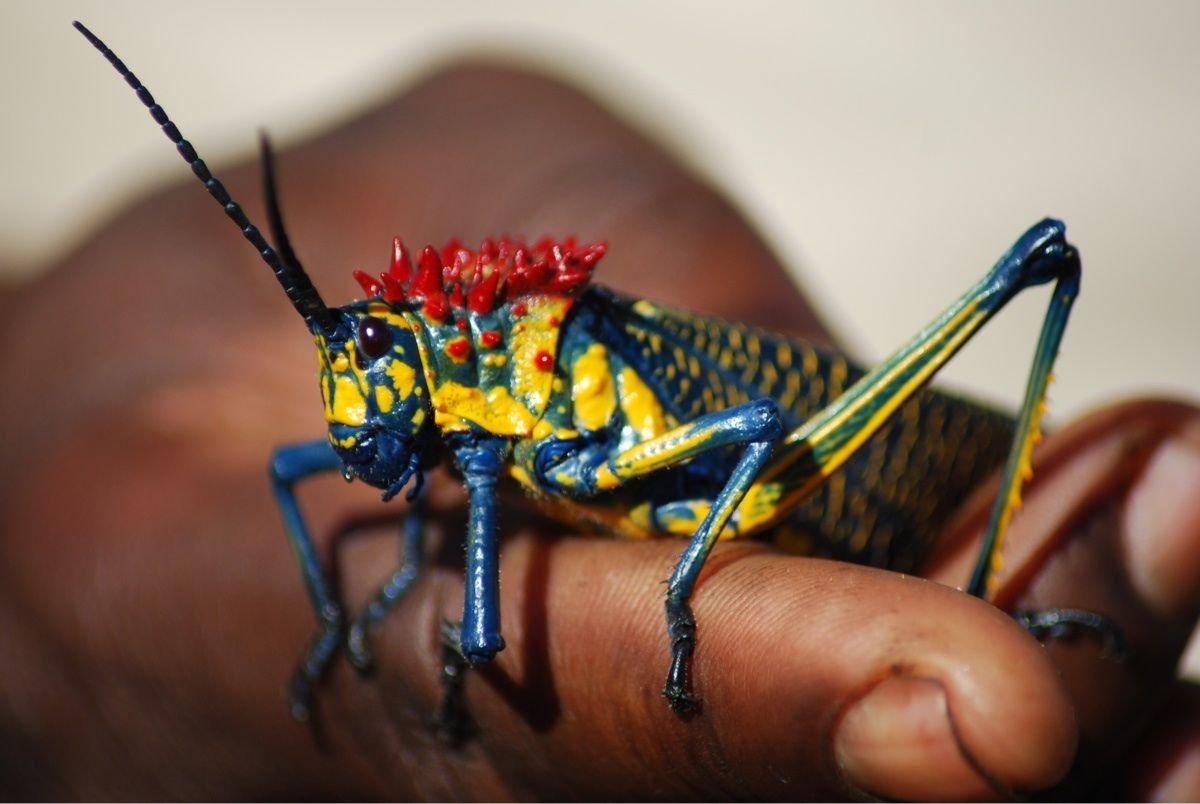 Жук коптоклав