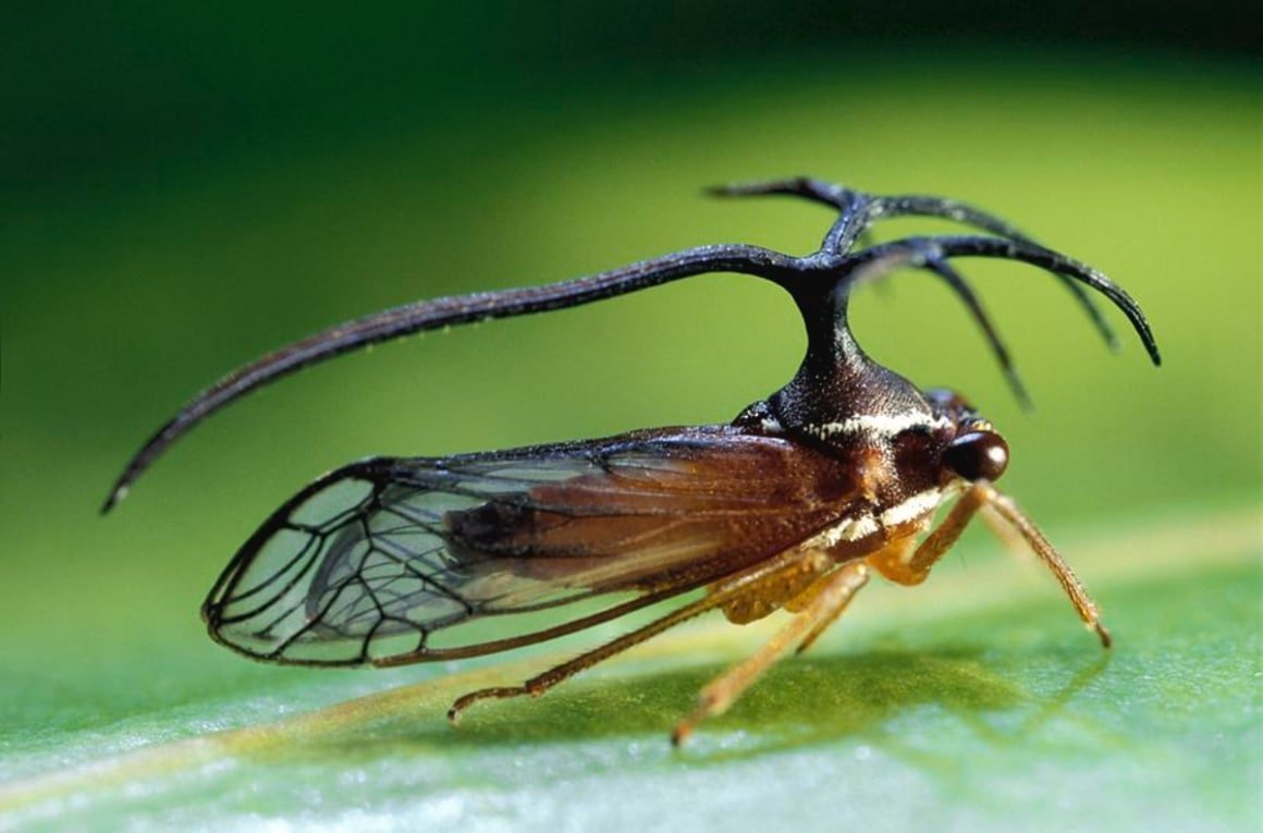 ДУК Горбатка бразильская