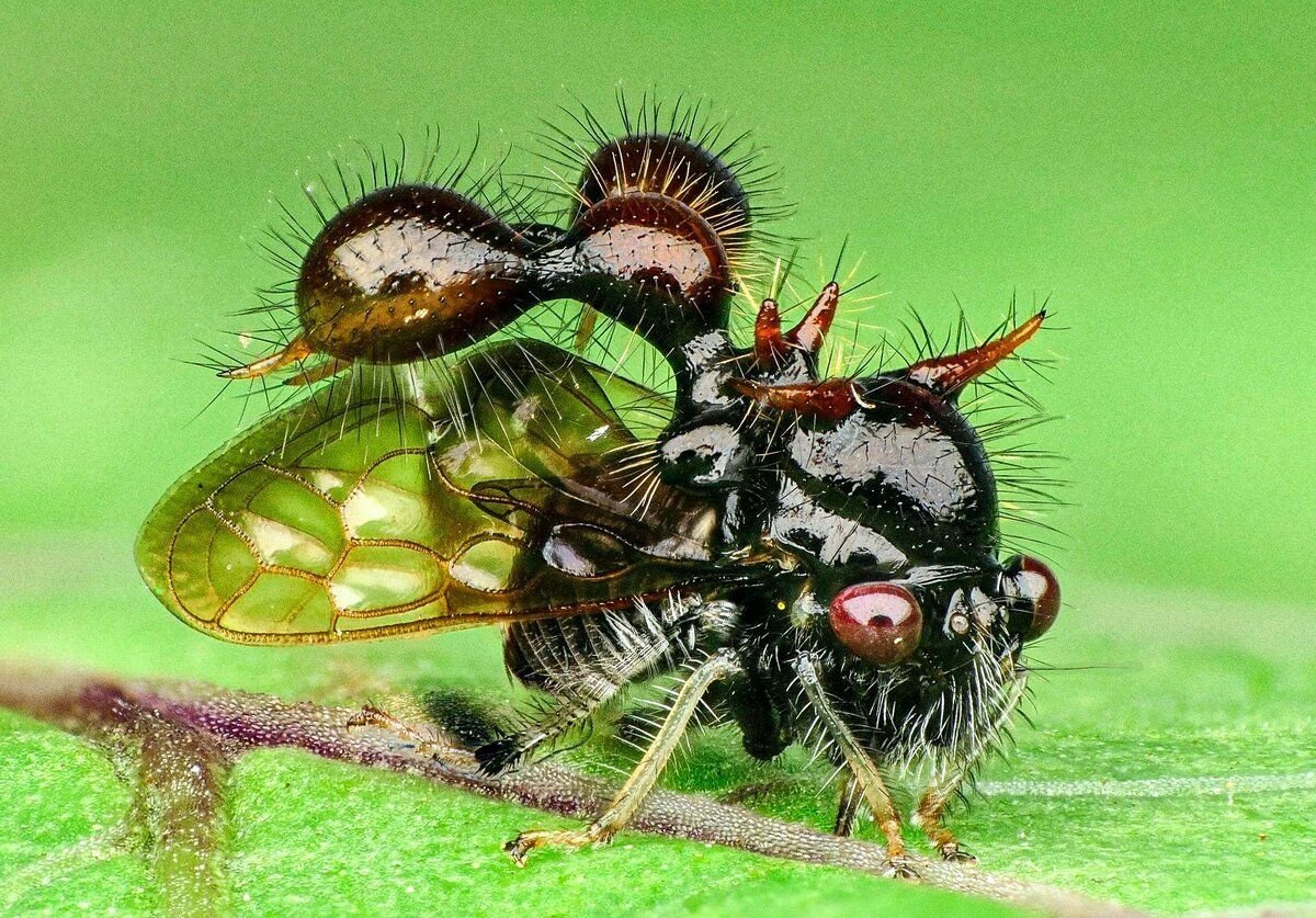 Полужесткокрылые Горбатка