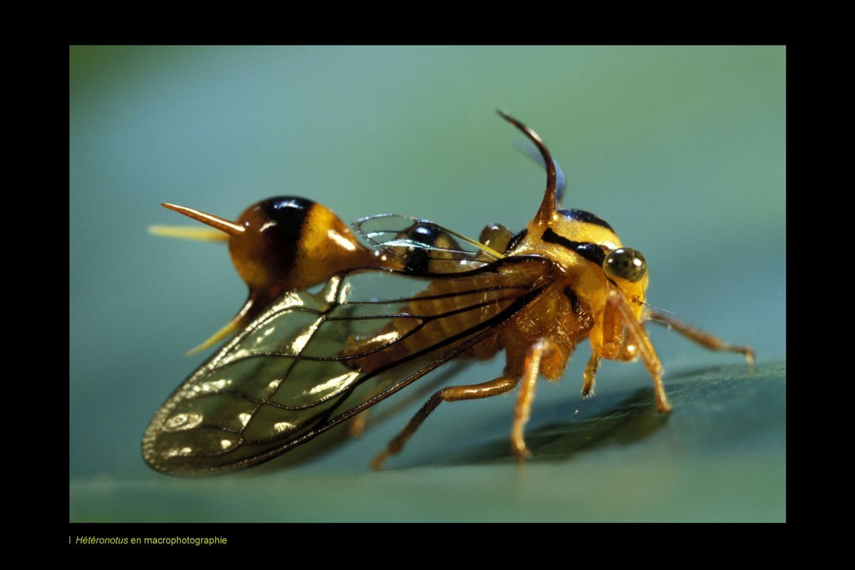 Жук Горбатка бразильская