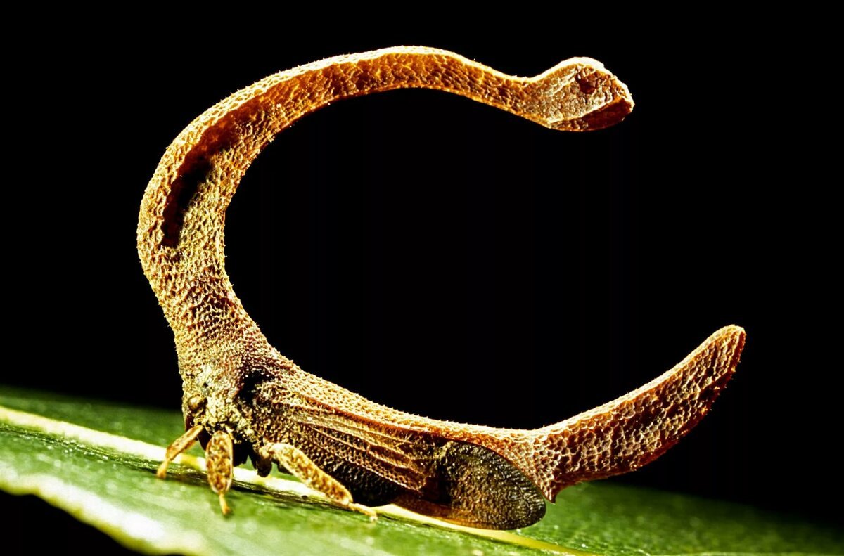 Горбатка Bocydium globulare