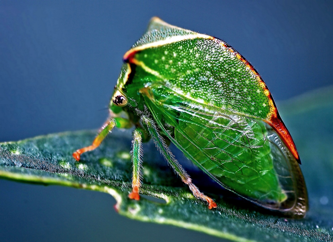 Жук веероус фото