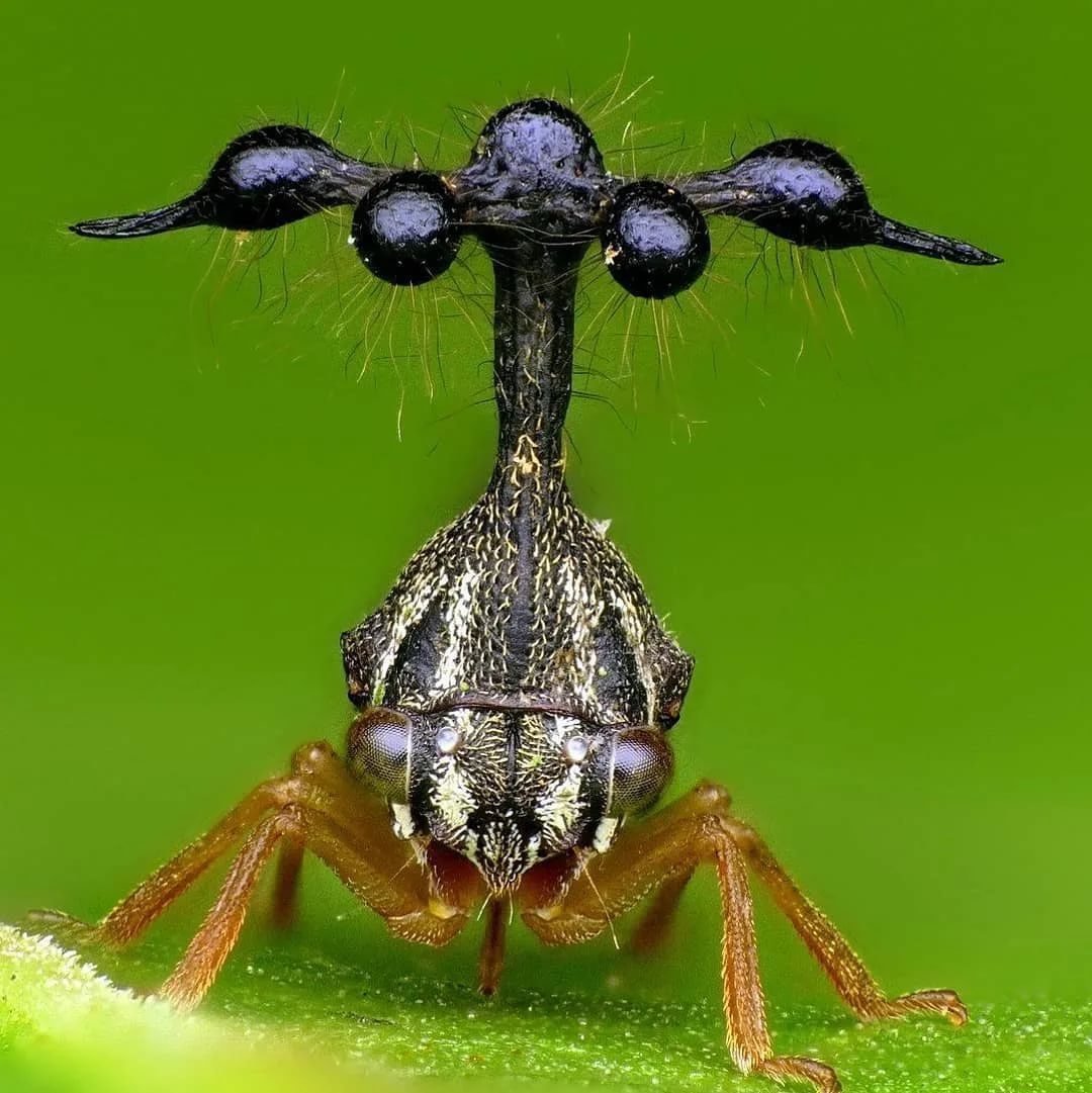 Тропические осы - блестянки