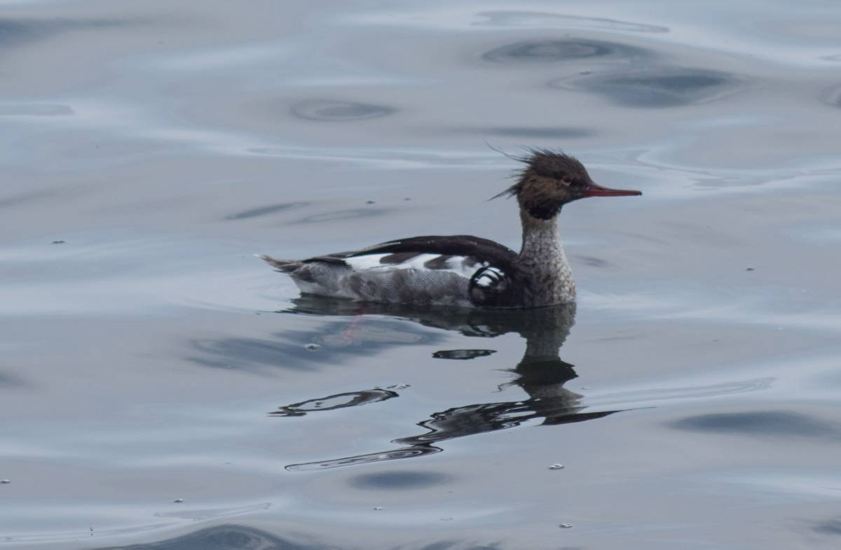 Крохаль утка Сибирь