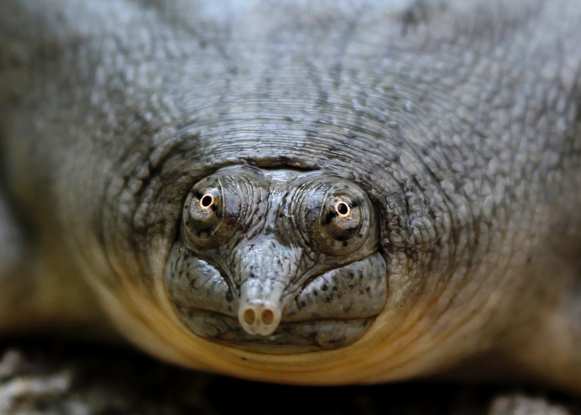 Мягкотелая черепаха - 69 фото