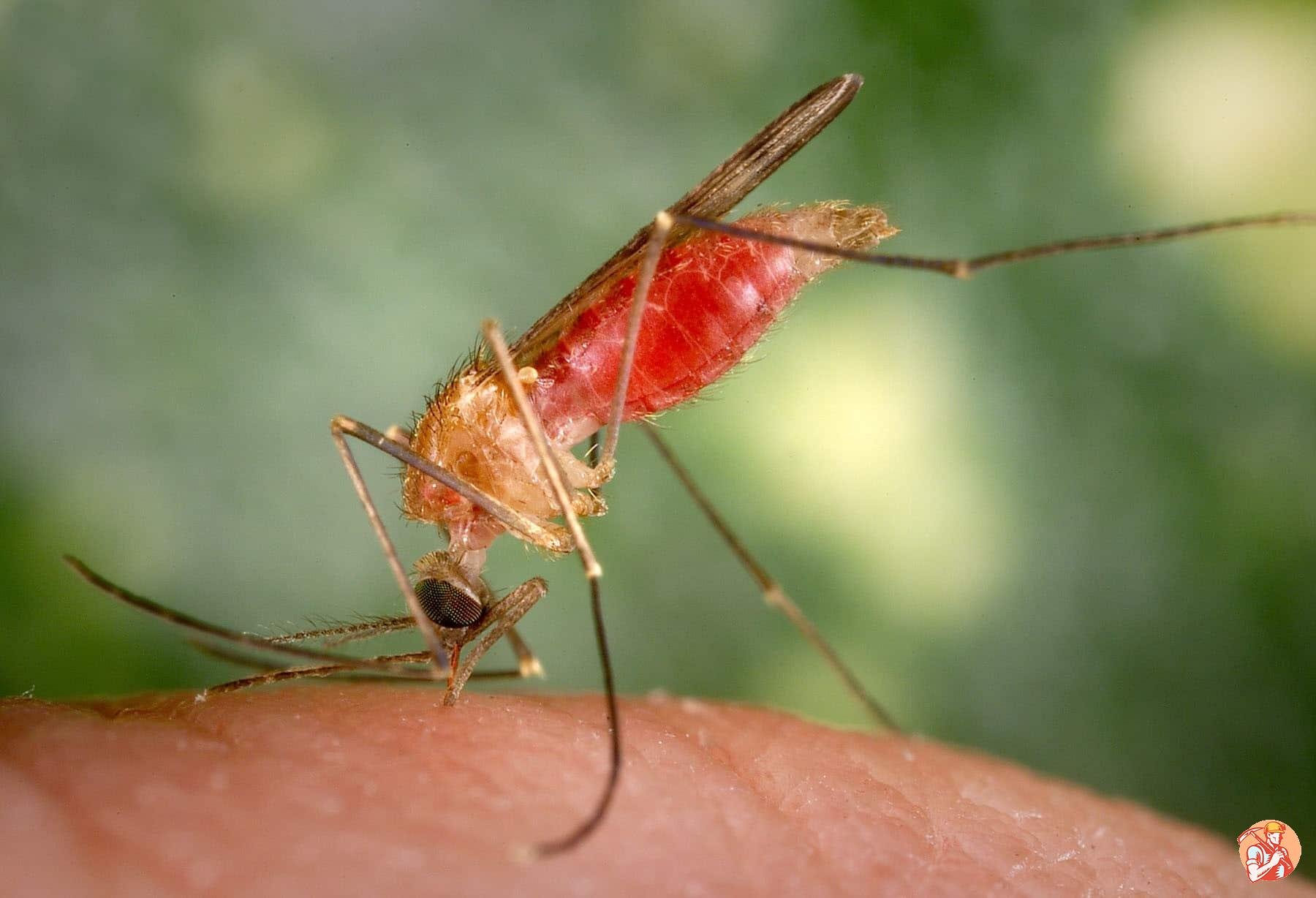Заболевания вызванные насекомыми. Малярийный Москит анофелес. Малярийный комар это паразит. Малярийный комар переносчик.