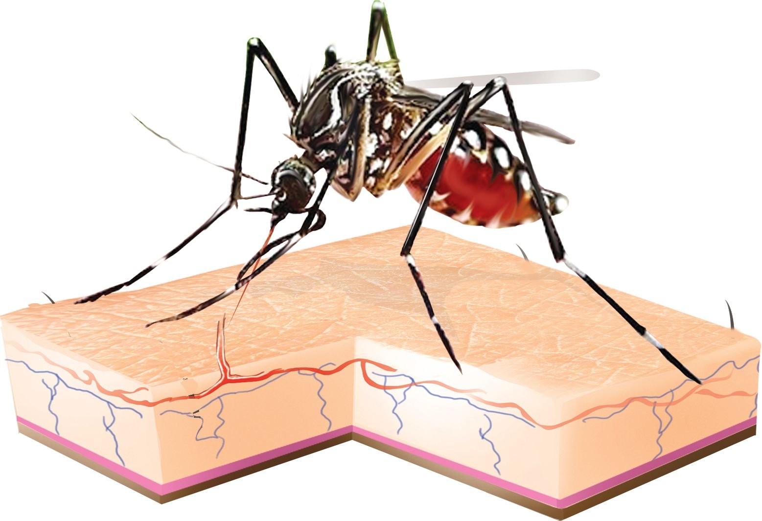 Малярия животное. Комар Денге. Лихорадка Денге комар. Москит Денге. Комары переносчики лихорадки Денге.