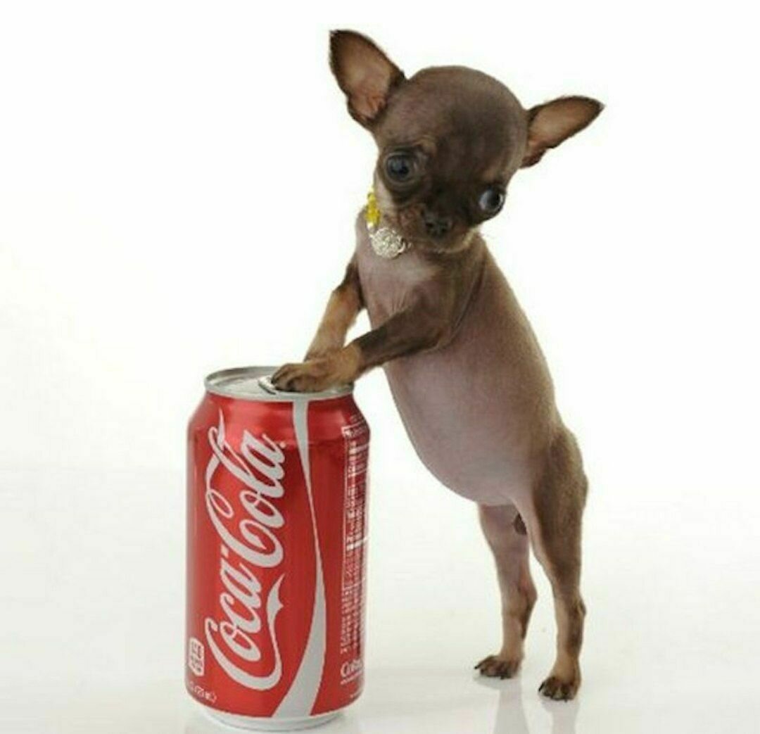 Чихуахуа чудо Милли