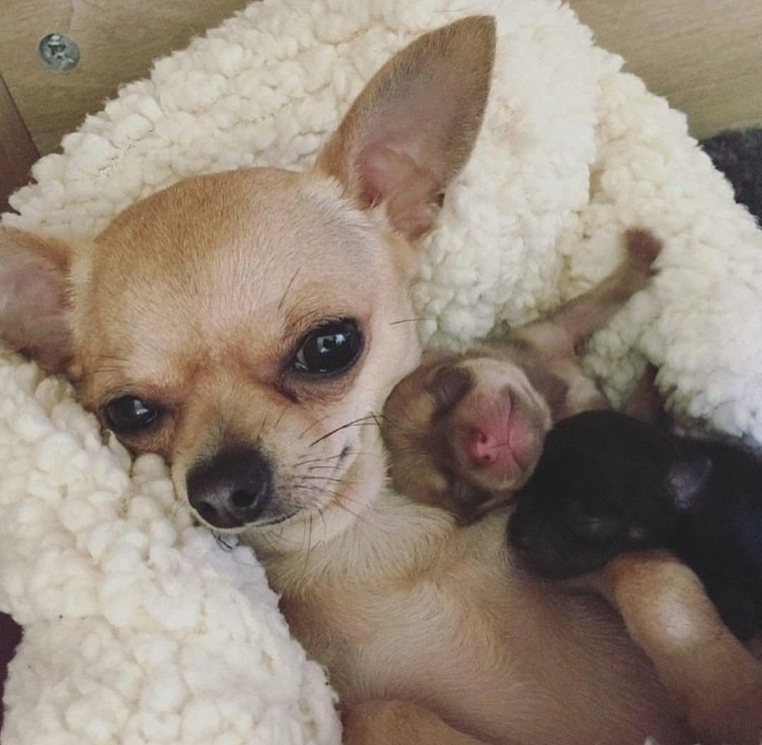 Мексиканский терьер чихуахуа