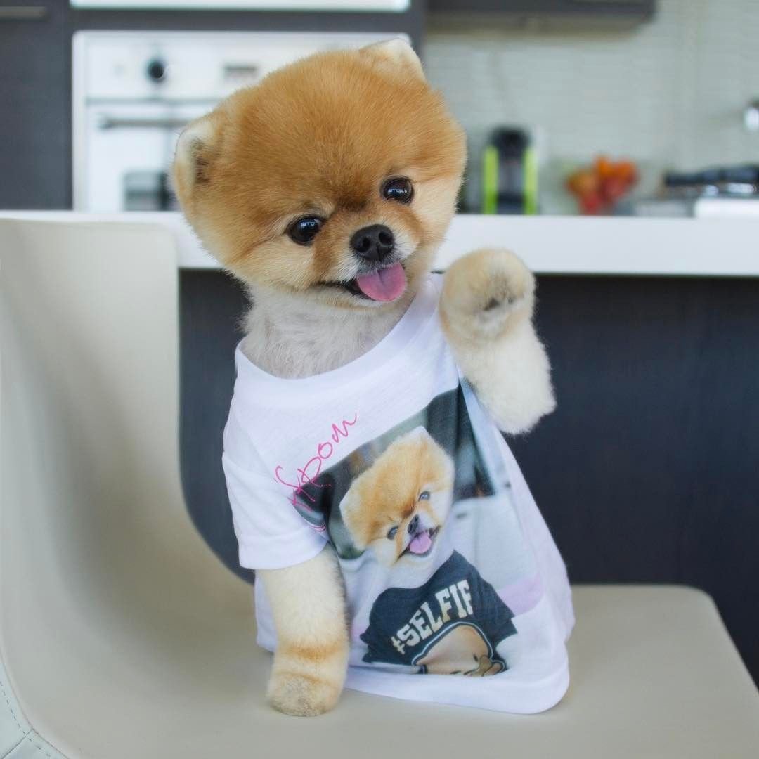 Померанский шпиц jiffpom