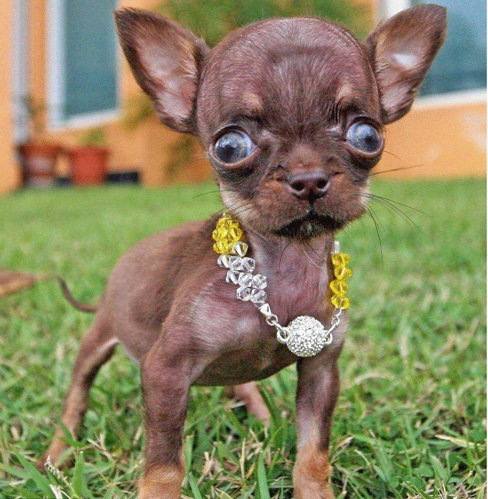 Карликовый чихуахуа