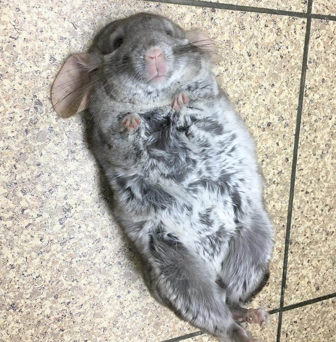 Шиншилла с пятнистыми ушами