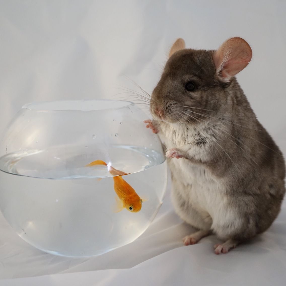 Перуанская шиншилла