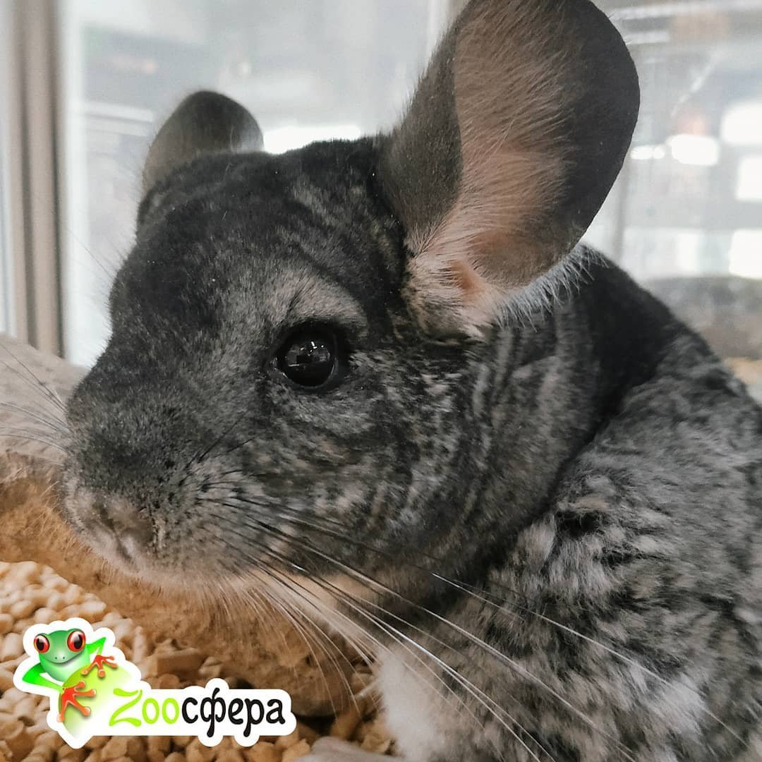 Шиншилла Дейли