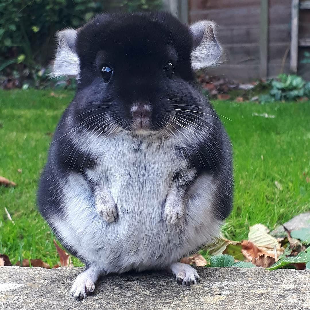 Малая длиннохвостая шиншилла