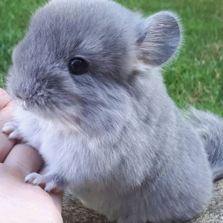 Шиншилла потомство