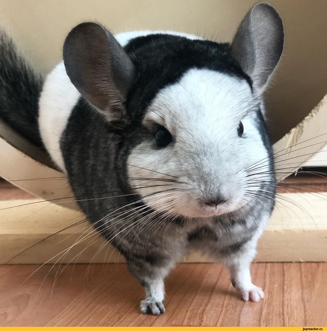 Белка шиншилла и кролик