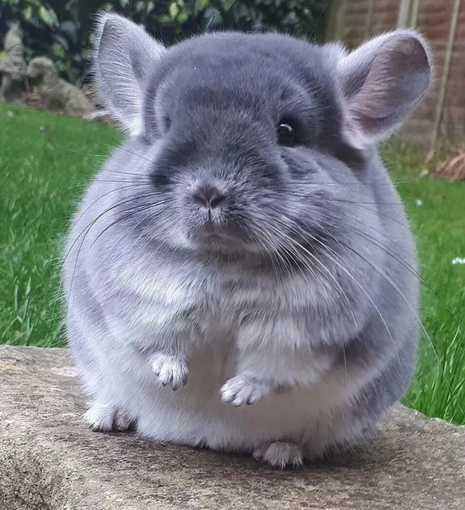 Австралийская шиншилла