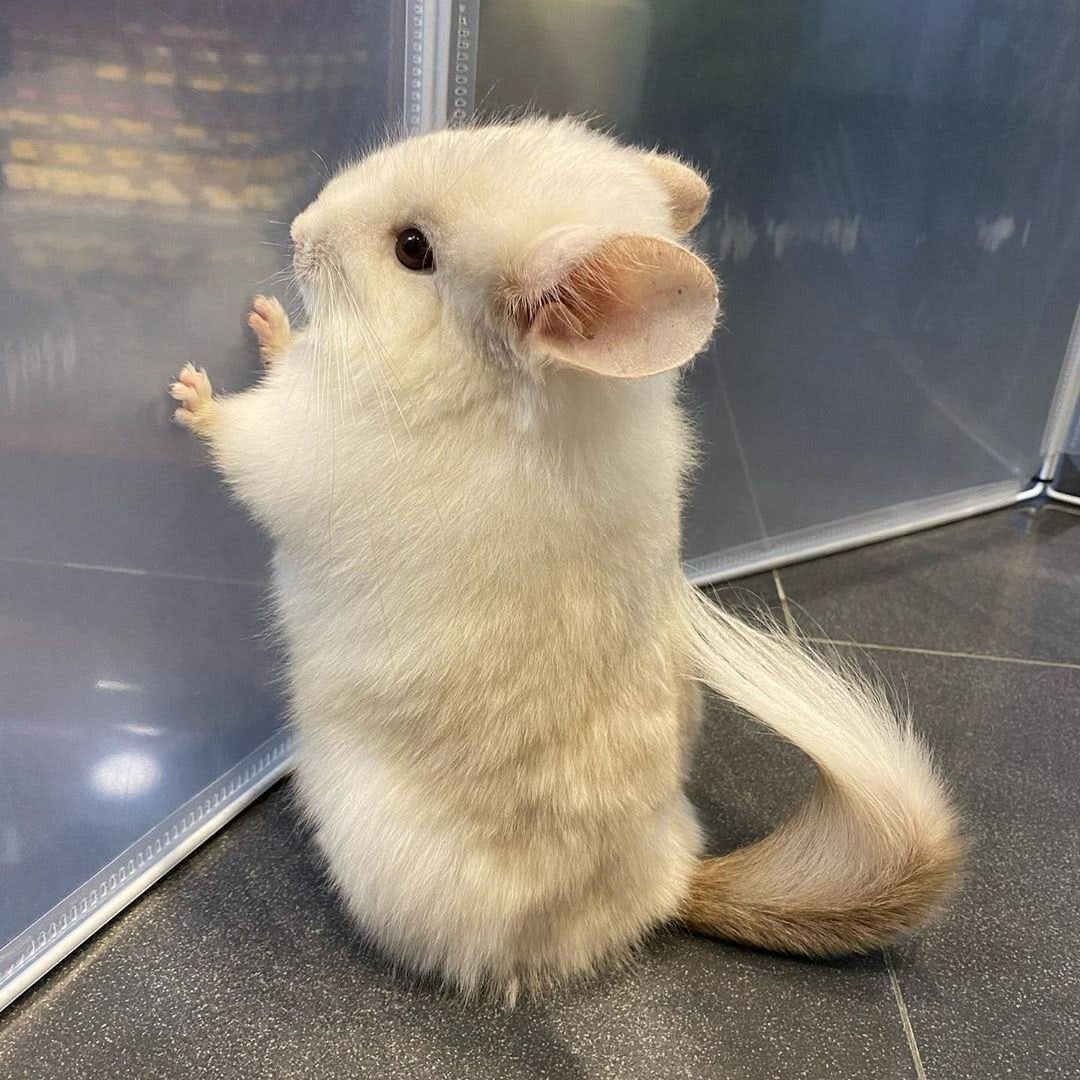 Галако шиншилла