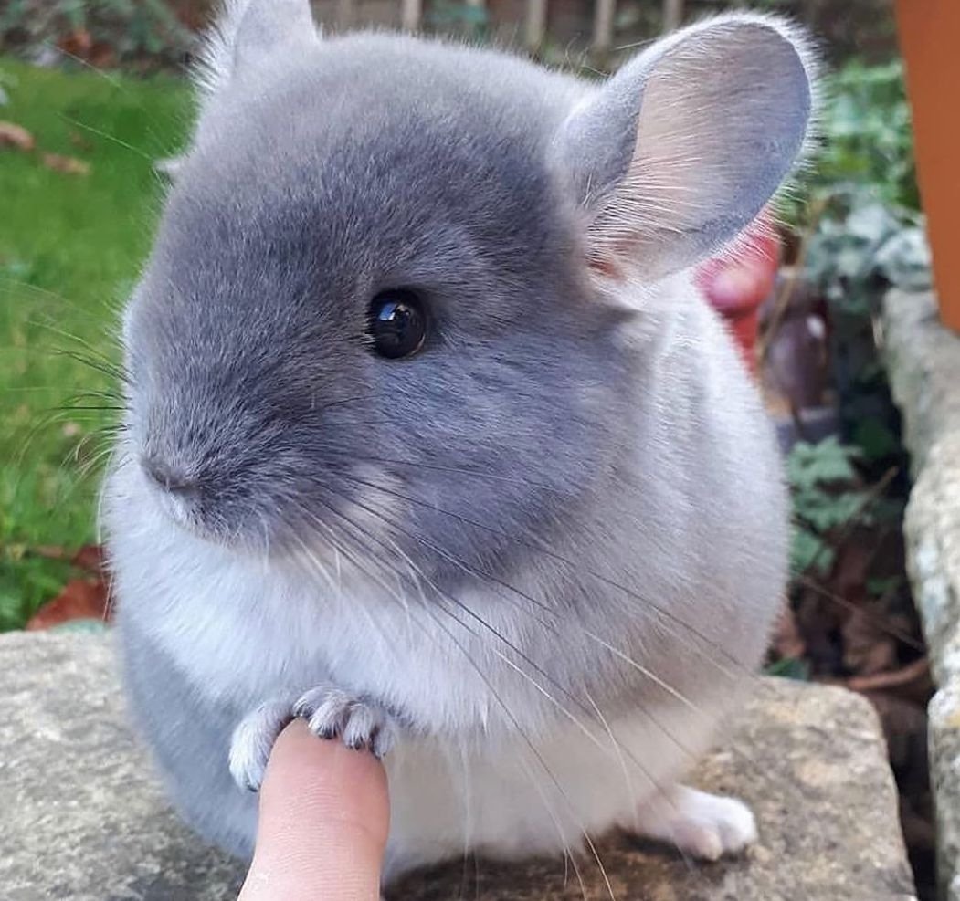 Спасибо шиншилла