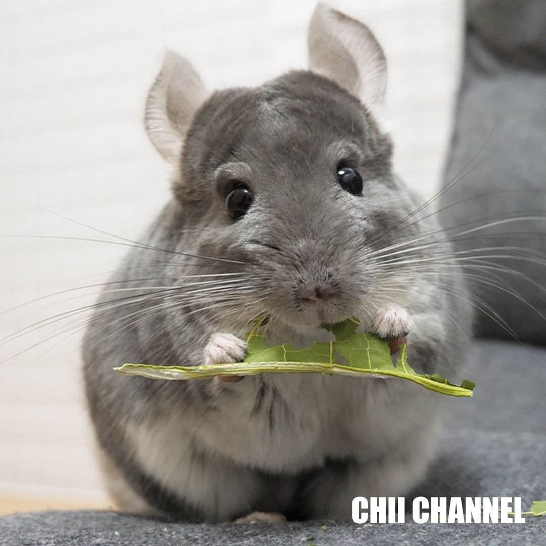 Do Ferrets and Chinchillas get along