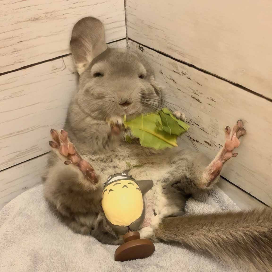 Шиншилла БУБУ