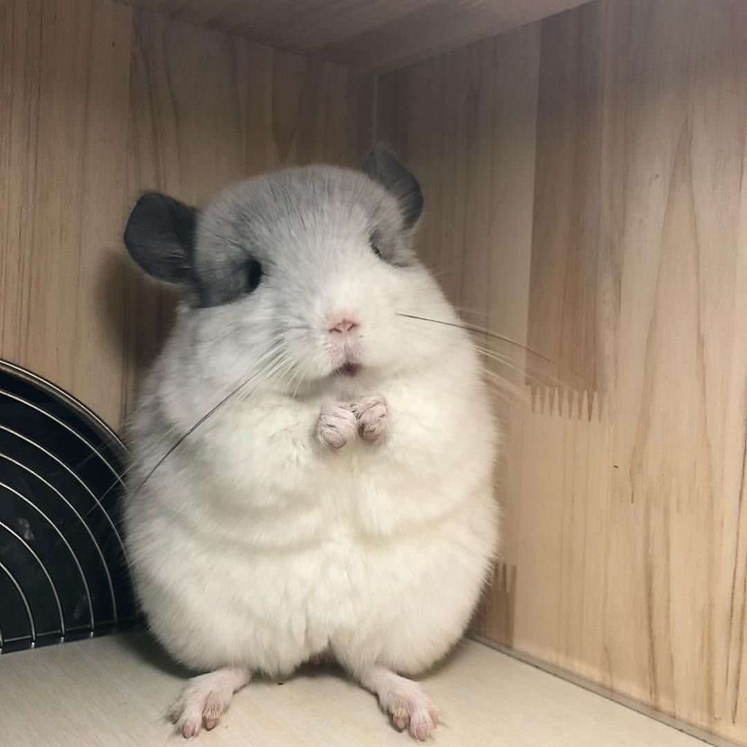 Прикольные шиншиллы