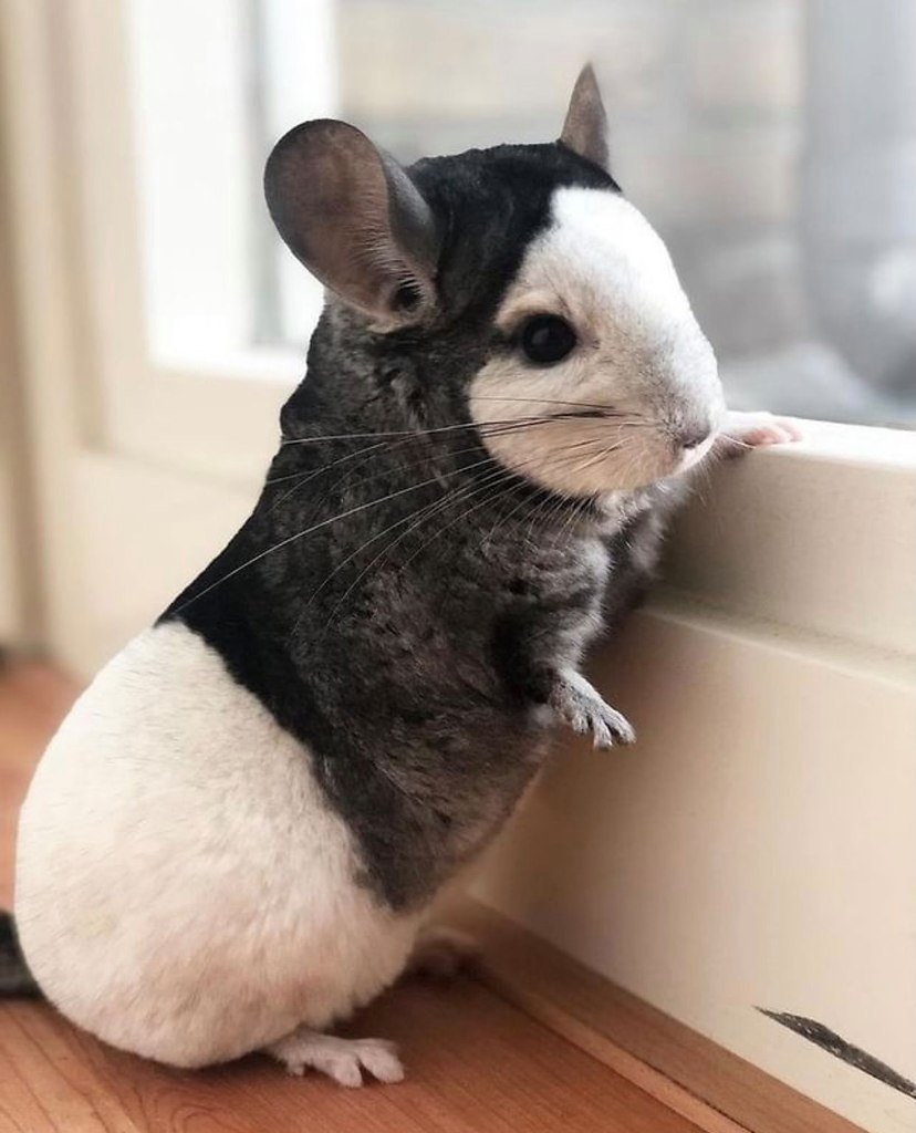 Королевский кролик