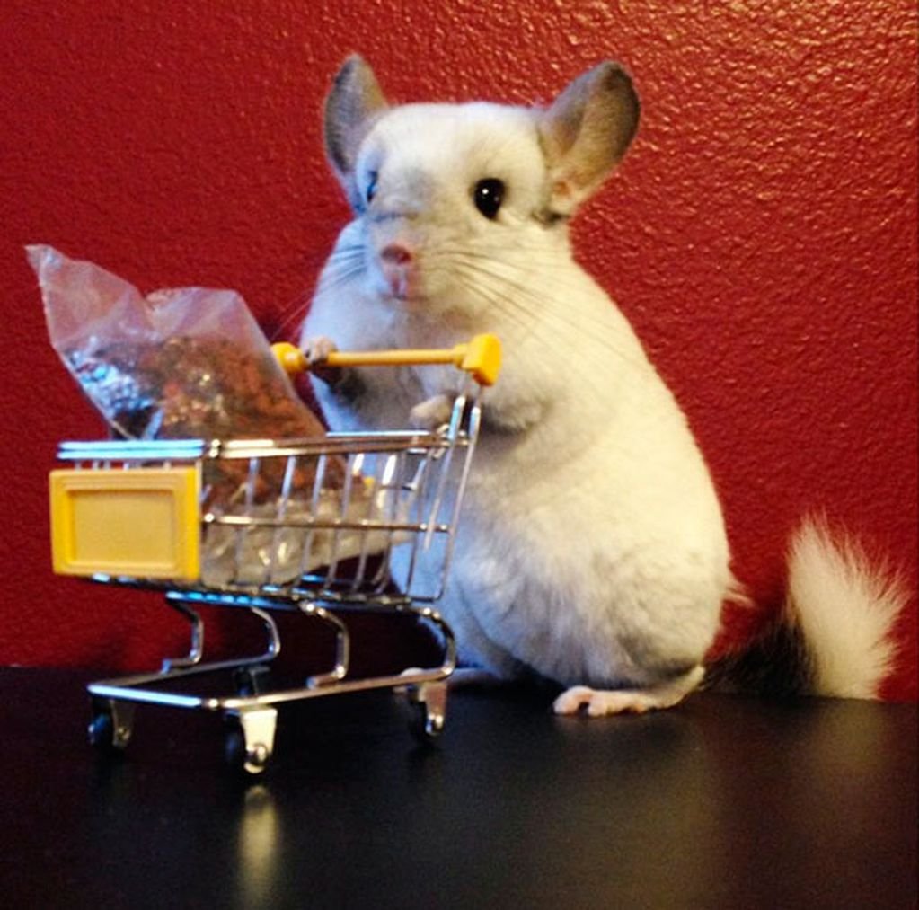 Милые шиншиллы