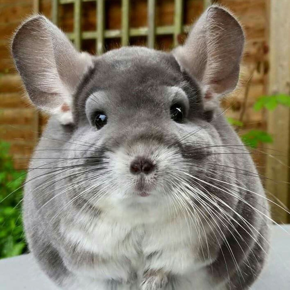 Шиншилла просится на руки