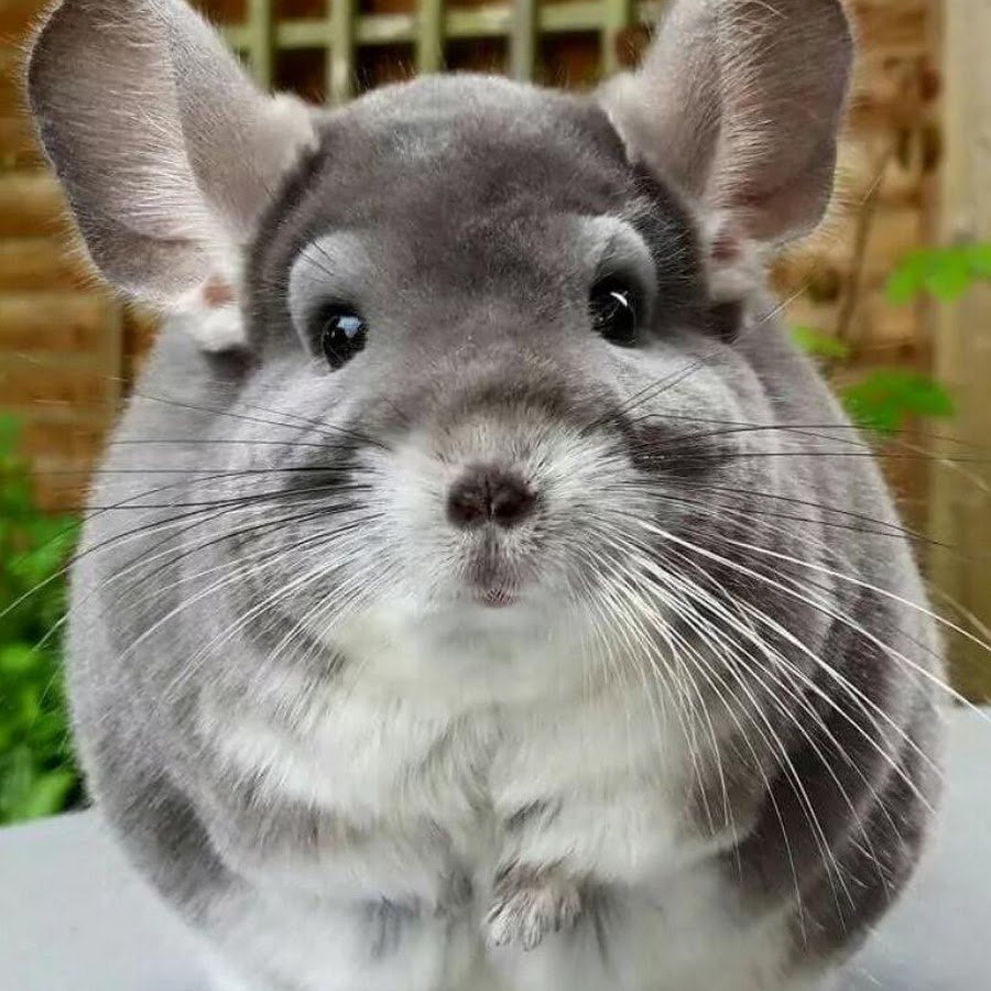 Шиншилла в шляпе