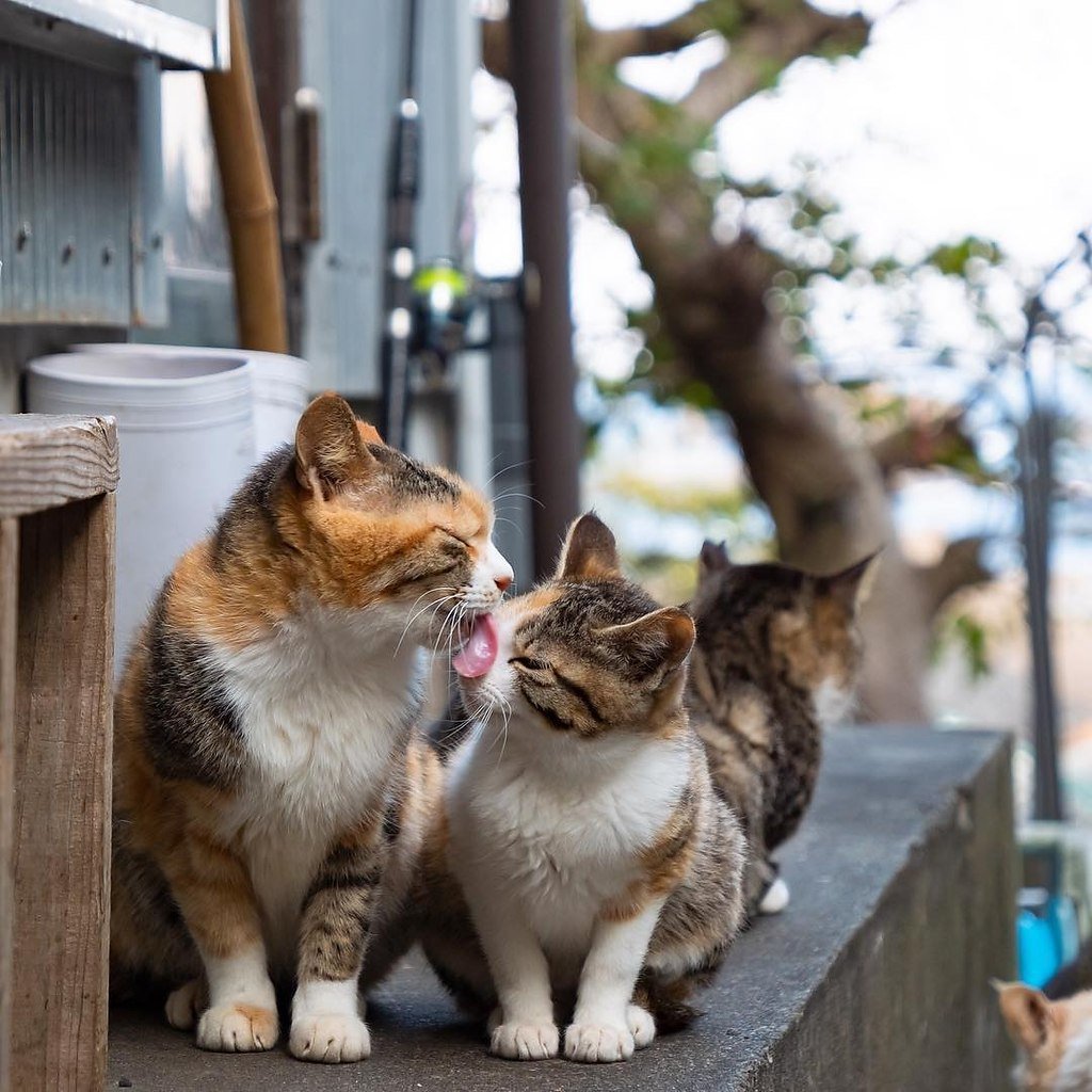 Hello street cat петиция. Уличная кошка. Уличный котенок. Коты на улице. Японские уличные коты.