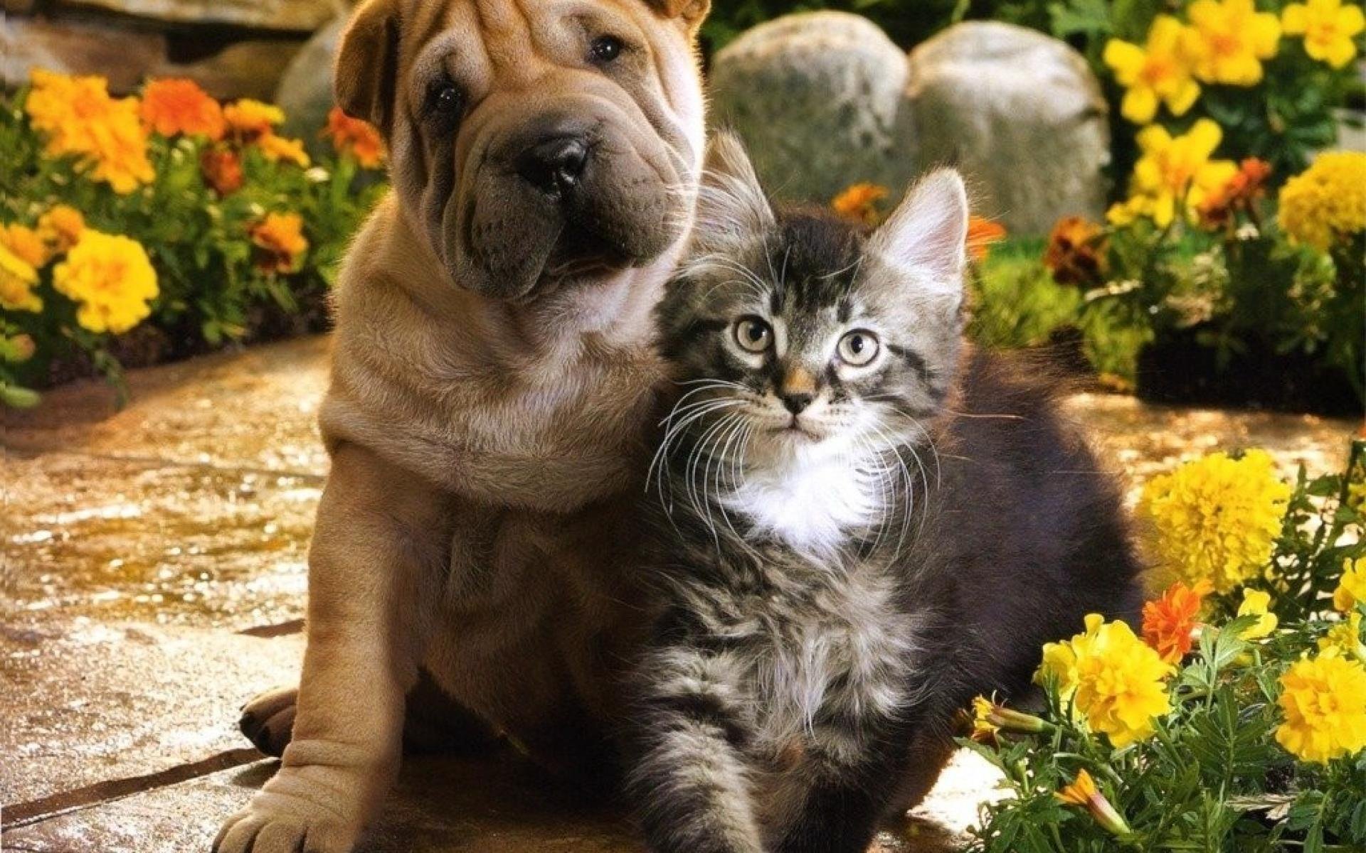Кошечки собачки собаки. Кошки и собаки. Красивые собаки и кошки. Собака и кошка вместе. Фото кошек и собак.