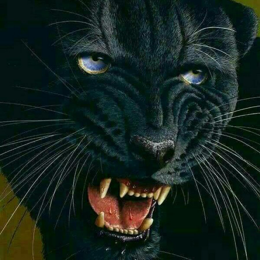 Блэк пантера 2дротс