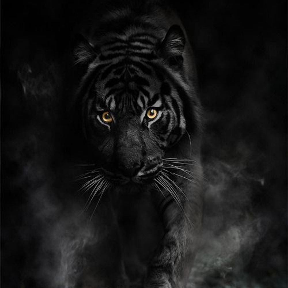 Тигр из Темноты