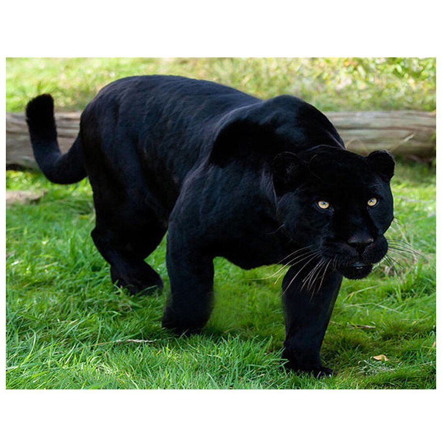 Пантера тигр животное